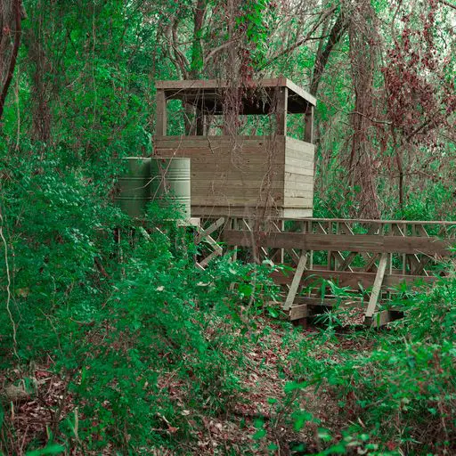 Survival Game of Texas inside a jungle