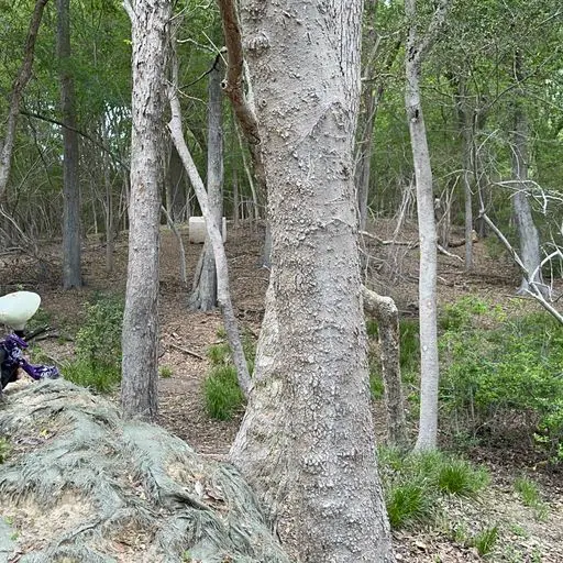 Survival Game of Texas