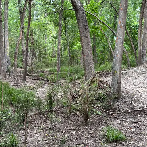 Survival Game of Texas