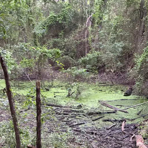 Survival Game of Texas